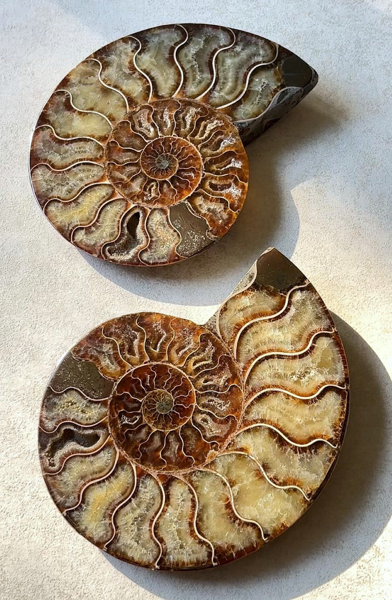 Ammoniten Pärchen Nr. 2