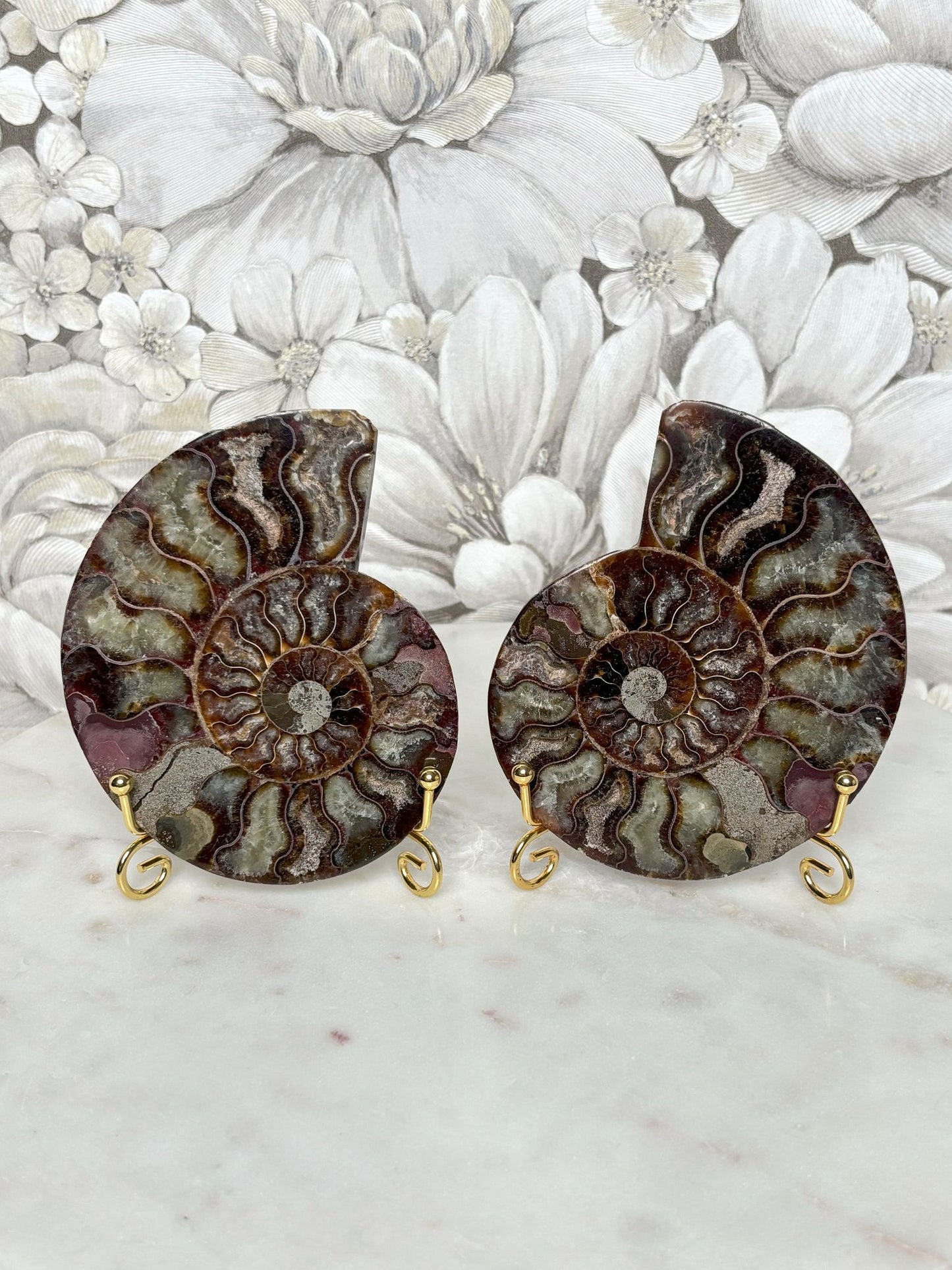 Ammoniten Pärchen (mit Pinkanteil 💖)