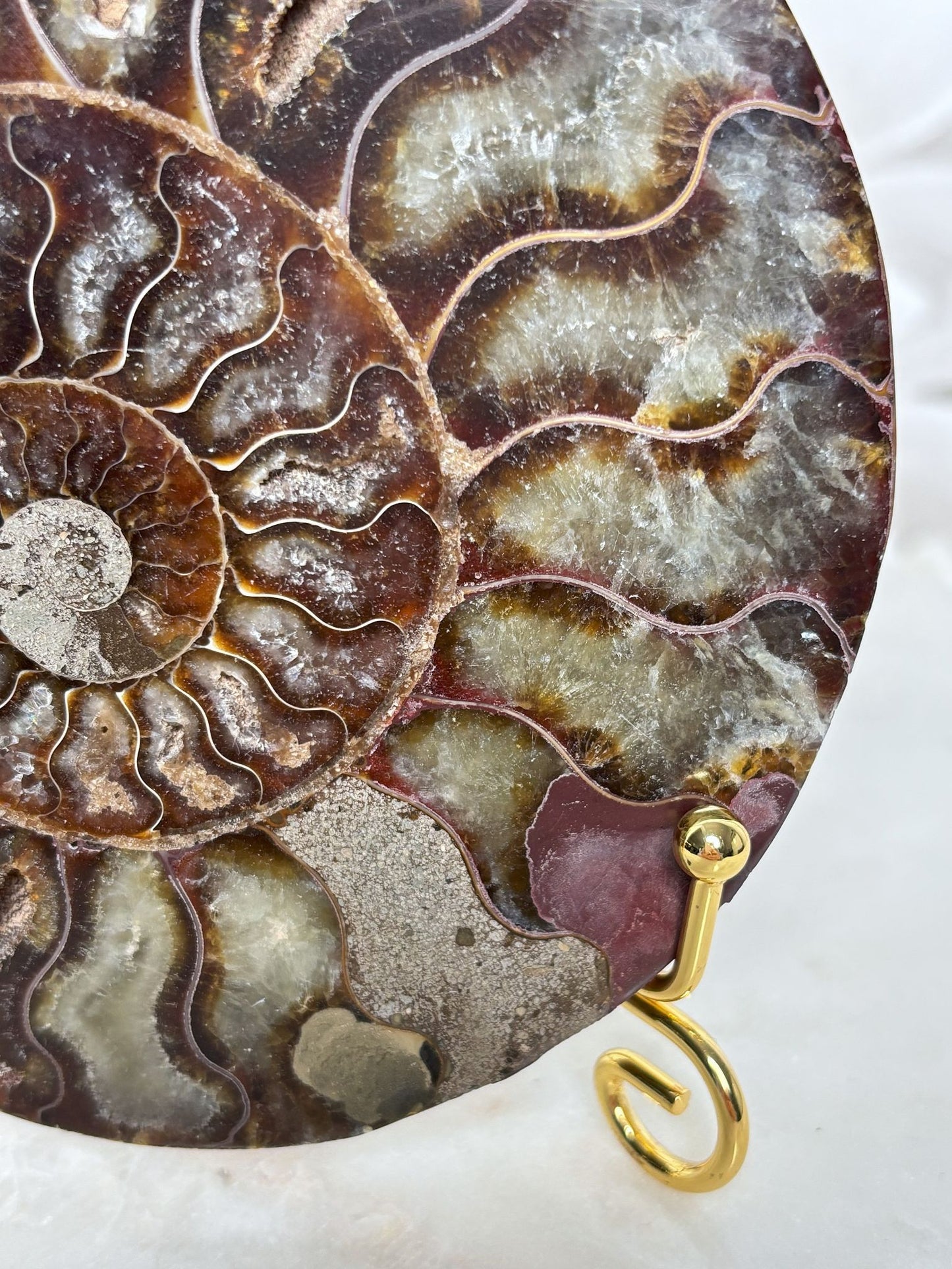 Ammoniten Pärchen (mit Pinkanteil 💖)