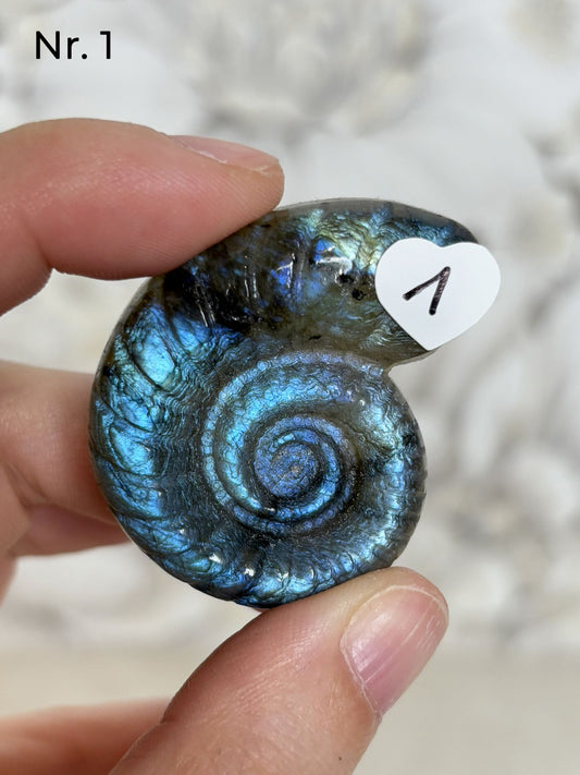 Labradorit Ammonitenform