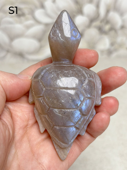 Mondstein Schildkröten