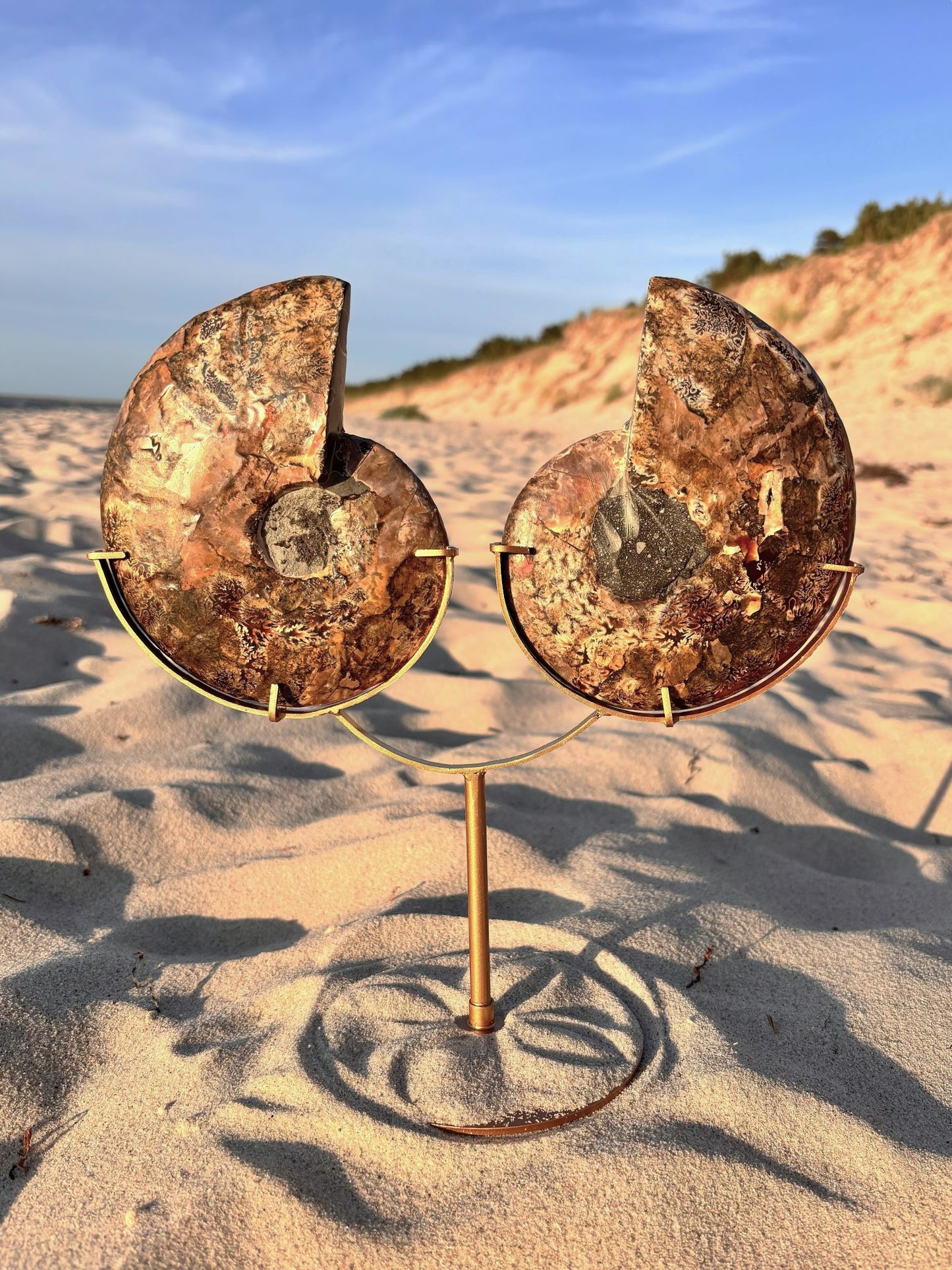 Ammoniten-Paar mit Standfuß