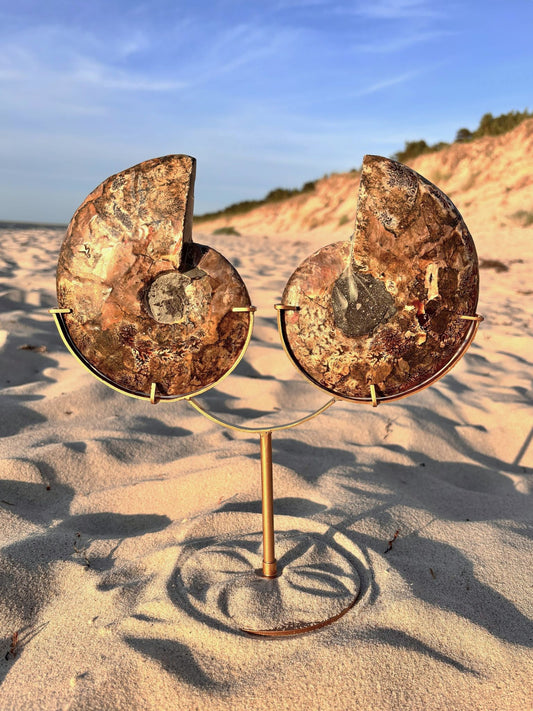 Ammoniten-Paar mit Standfuß