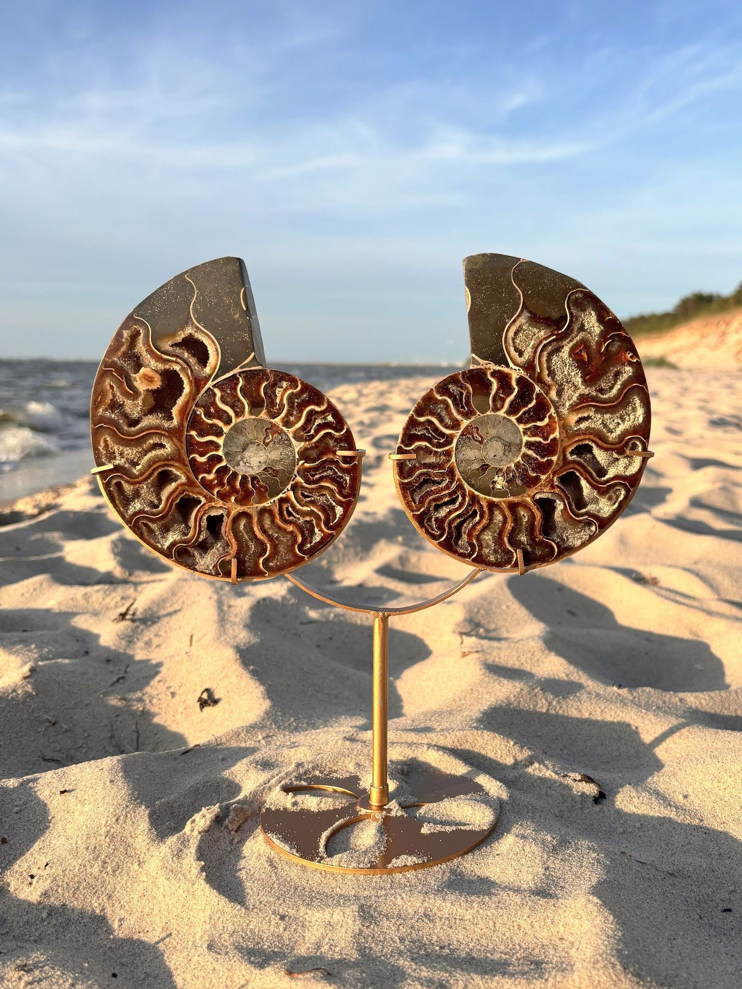 Ammoniten-Paar mit Standfuß