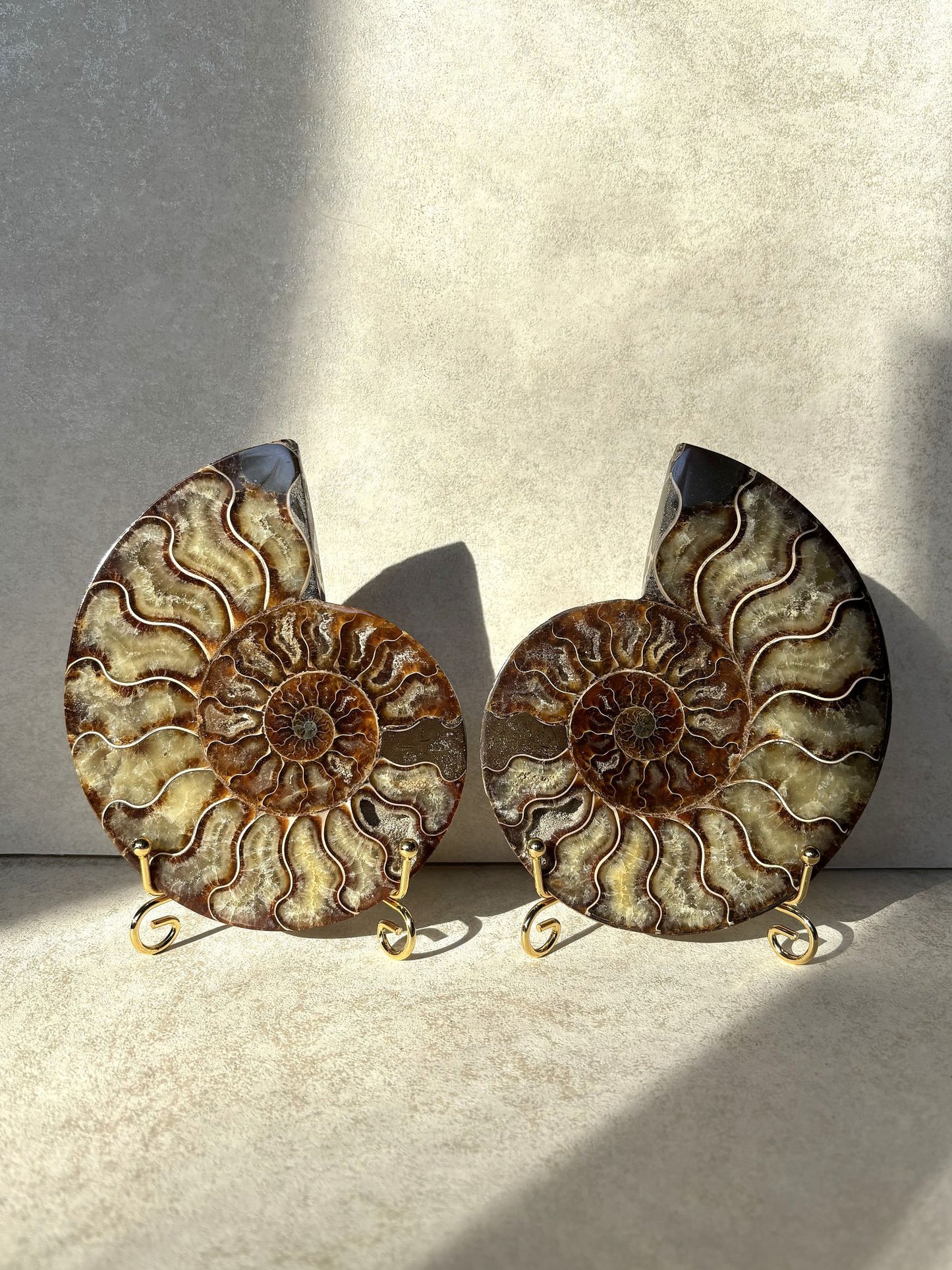 Ammoniten Pärchen Nr. 2