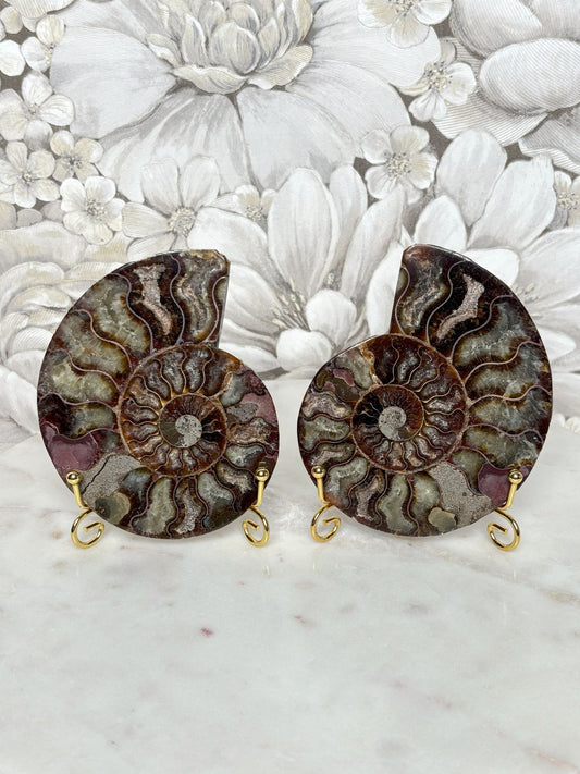 Ammoniten Pärchen (mit Pinkanteil 💖)