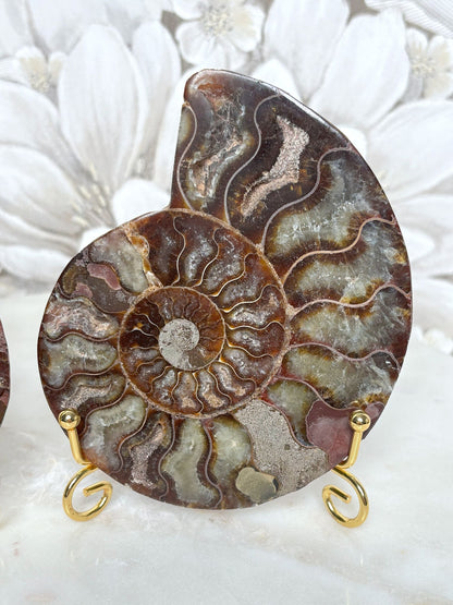 Ammoniten Pärchen (mit Pinkanteil 💖)