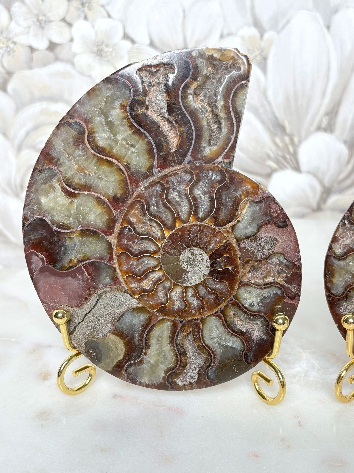 Ammoniten Pärchen (mit Pinkanteil 💖)