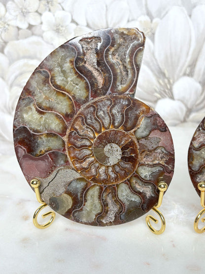 Ammoniten Pärchen (mit Pinkanteil 💖)