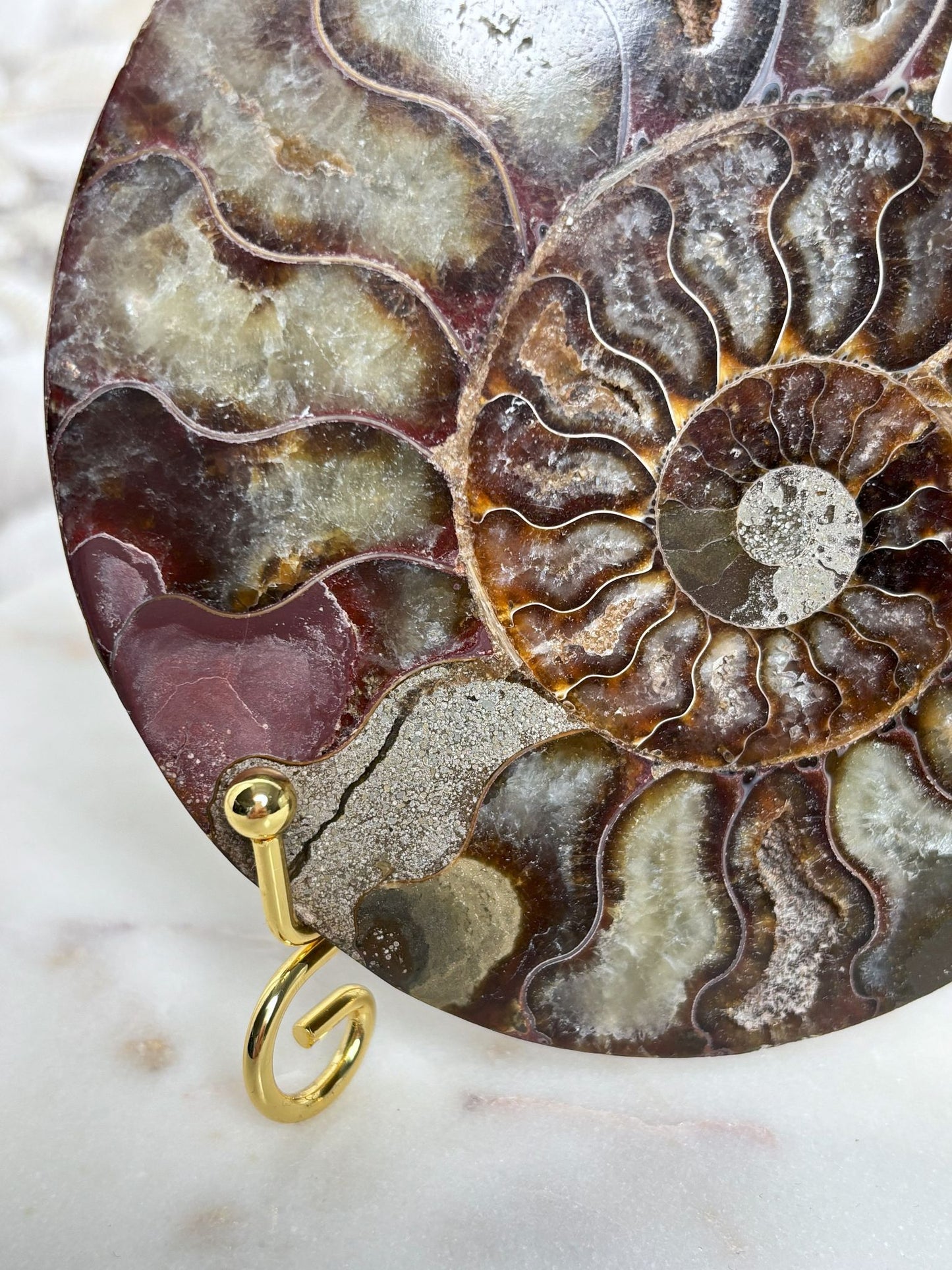 Ammoniten Pärchen (mit Pinkanteil 💖)