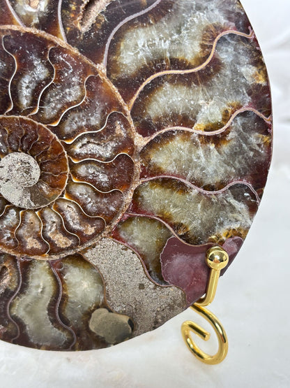 Ammoniten Pärchen (mit Pinkanteil 💖)