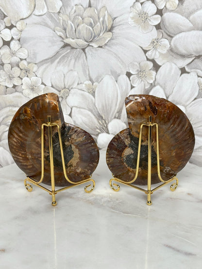 Ammoniten Pärchen (mit Pinkanteil 💖)