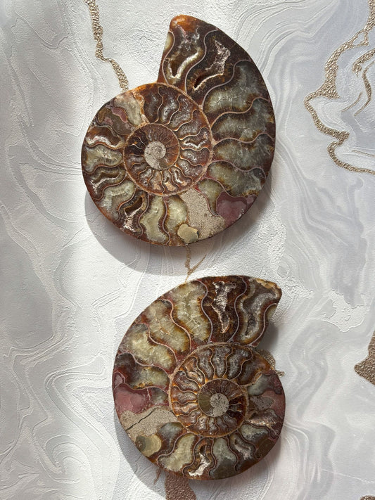 Ammoniten Pärchen (mit Pinkanteil 💖)