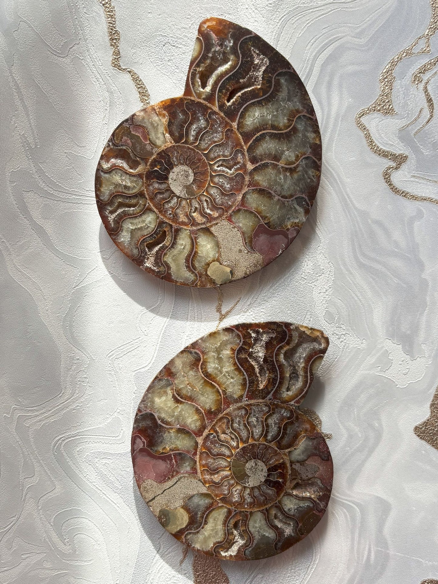 Ammoniten Pärchen (mit Pinkanteil 💖)