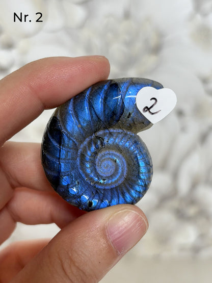 Labradorit Ammonitenform