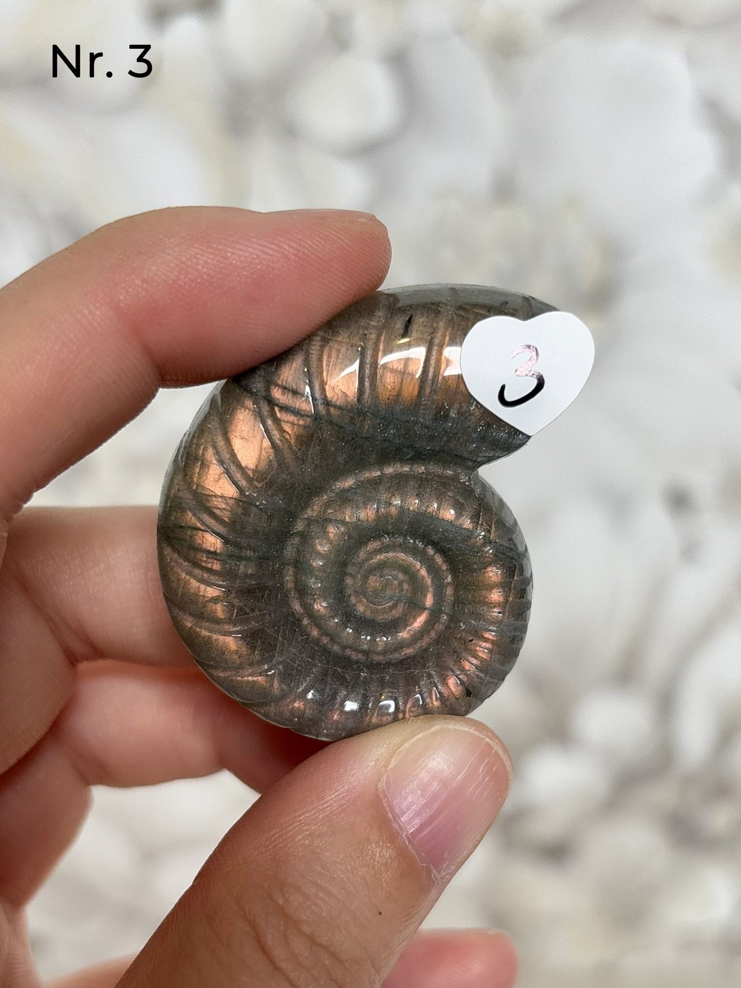 Labradorit Ammonitenform