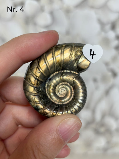 Labradorit Ammonitenform