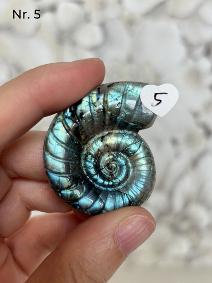 Labradorit Ammonitenform