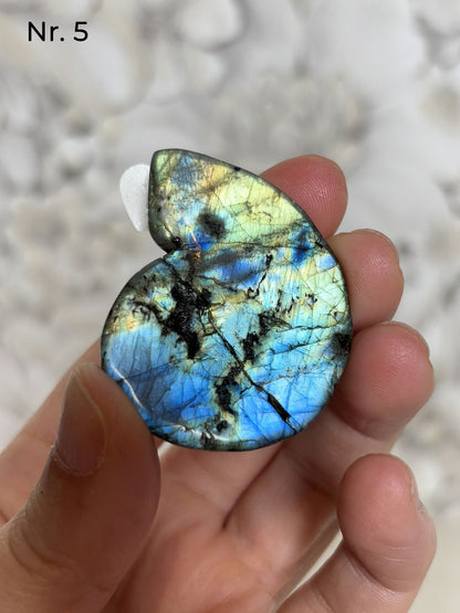 Labradorit Ammonitenform