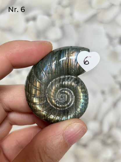 Labradorit Ammonitenform