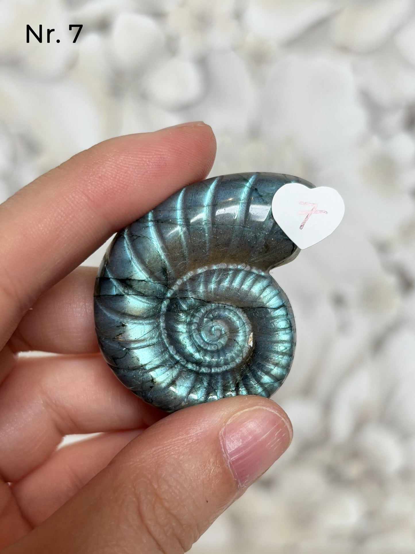 Labradorit Ammonitenform