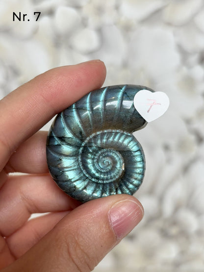 Labradorit Ammonitenform