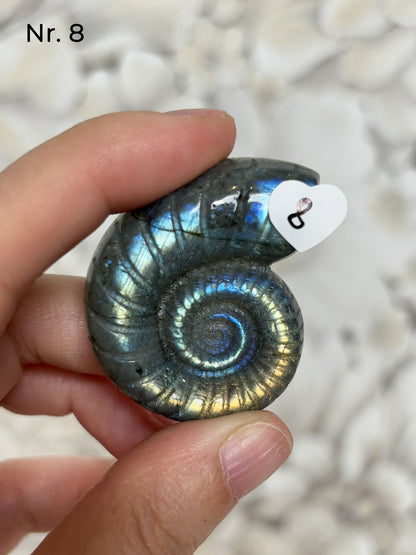 Labradorit Ammonitenform