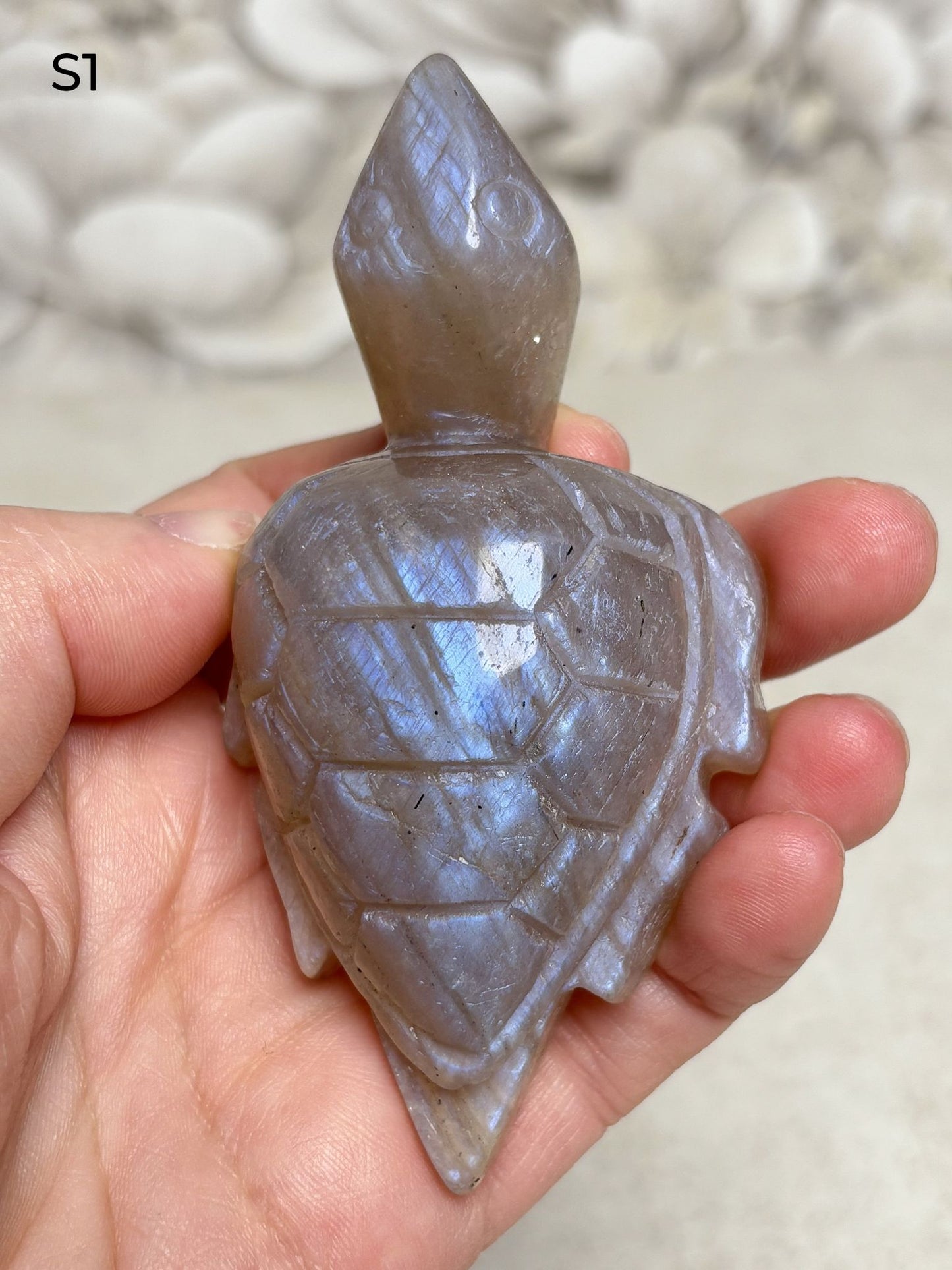 Mondstein Schildkröten