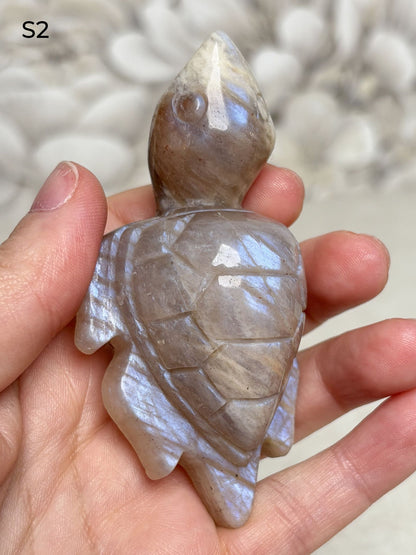 Mondstein Schildkröten