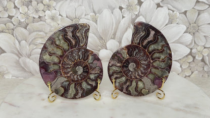 Ammoniten Pärchen (mit Pinkanteil 💖)